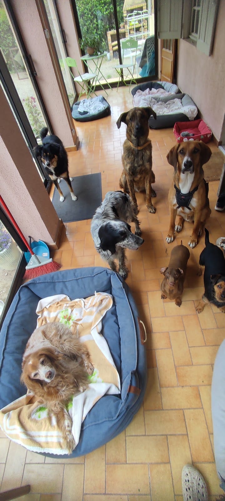 Ô Gré des Animaux — dogsitter à Carpentras