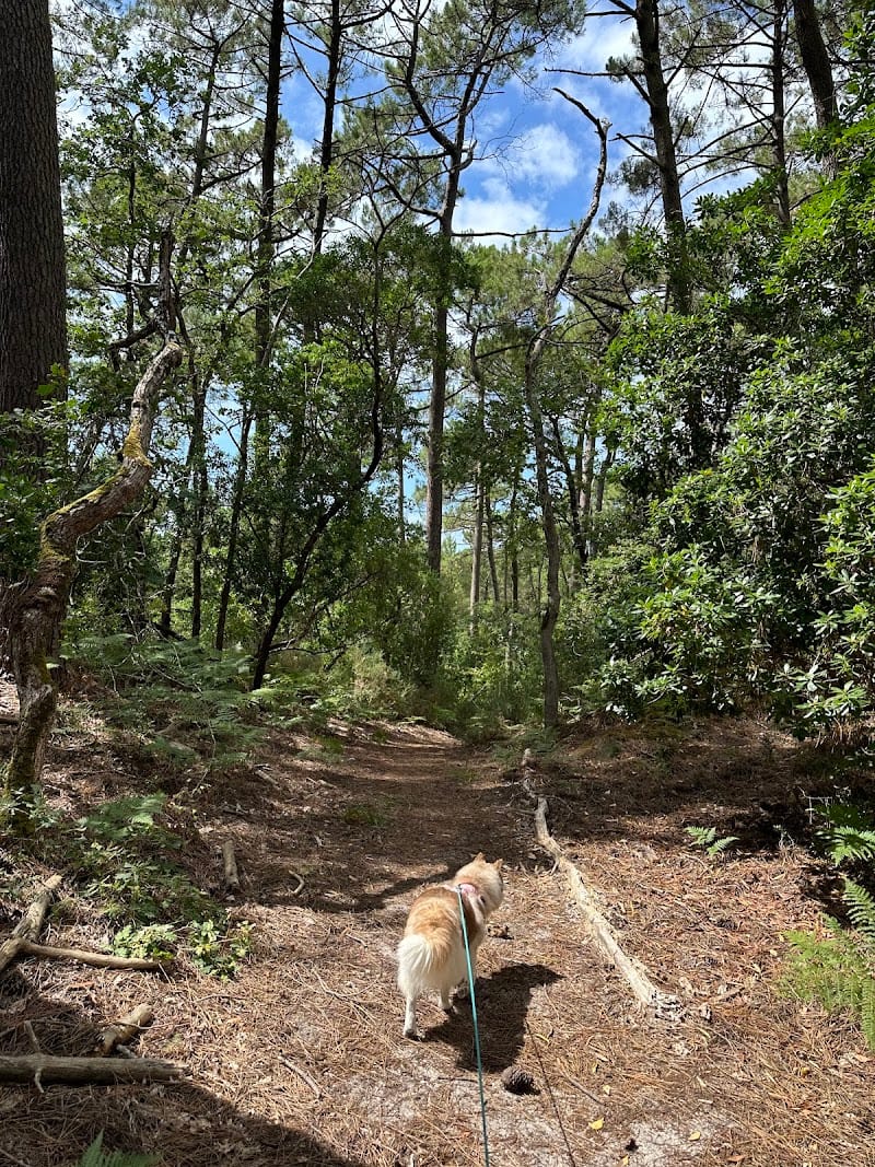 Ocean Paws - Garderie pour chiens — dogsitter à Biscarrosse