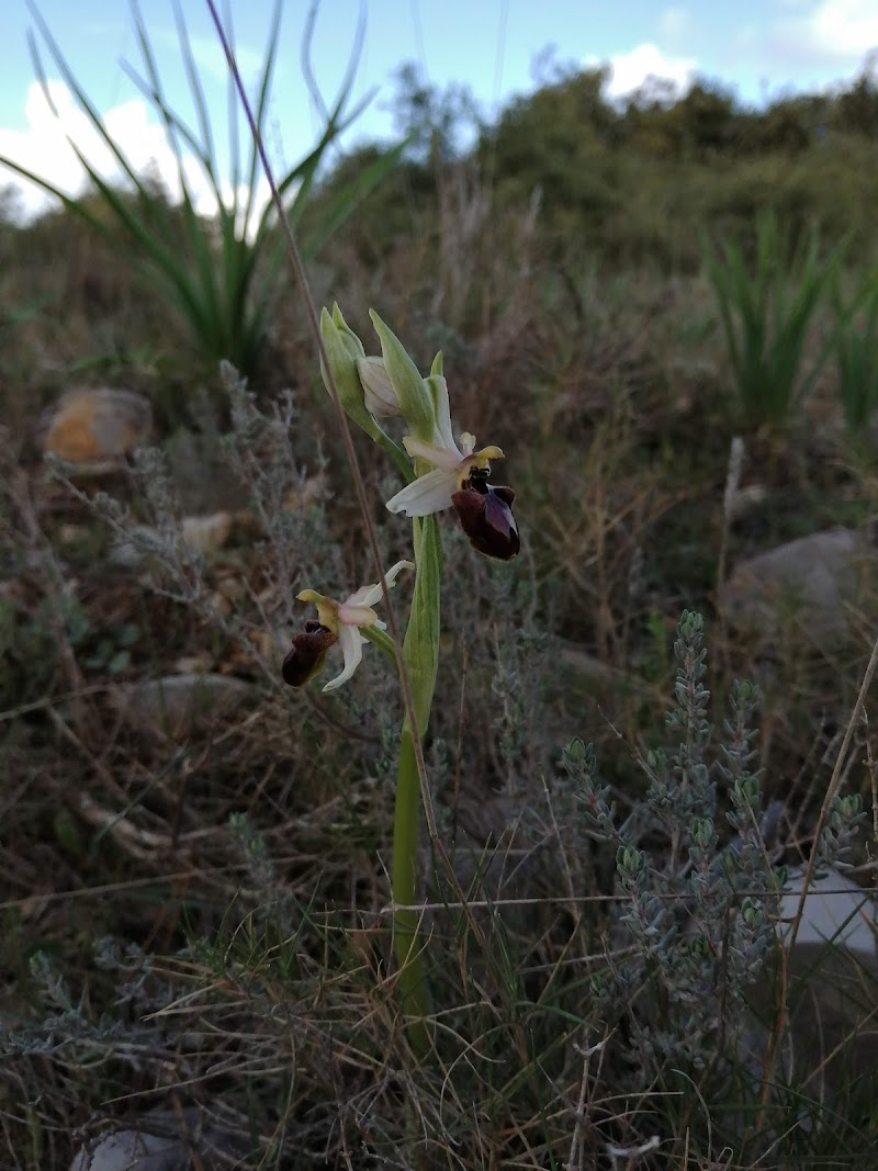 Paillies Serge — dogsitter à Montpellier