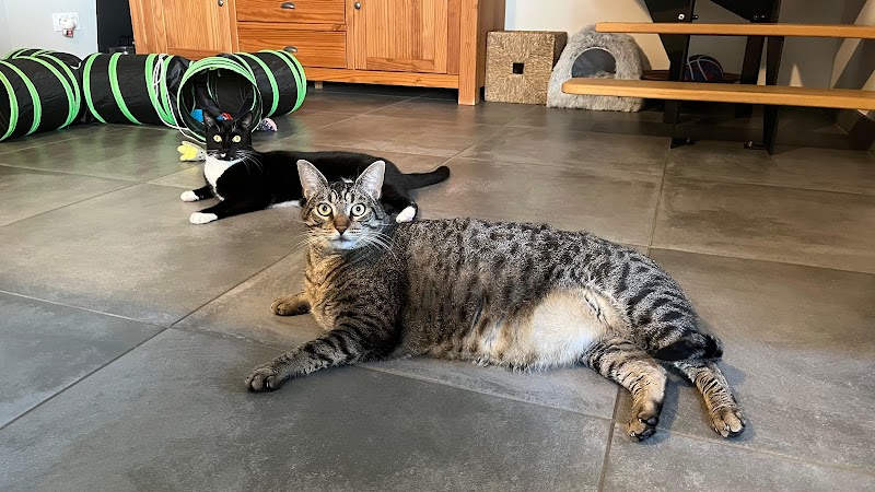 Papattes en l'air - Pet sitters professionnelles 49 — dogsitter à Angers