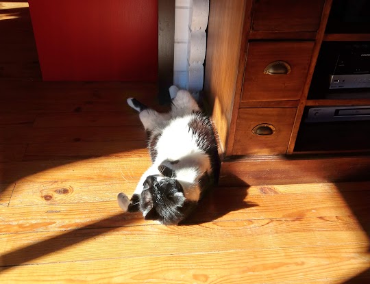 Papattes33 — dogsitter à Bordeaux