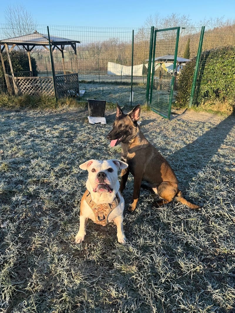 PARADIS DES PATTES JOYEUSES — dogsitter à La Tour-du-Pin