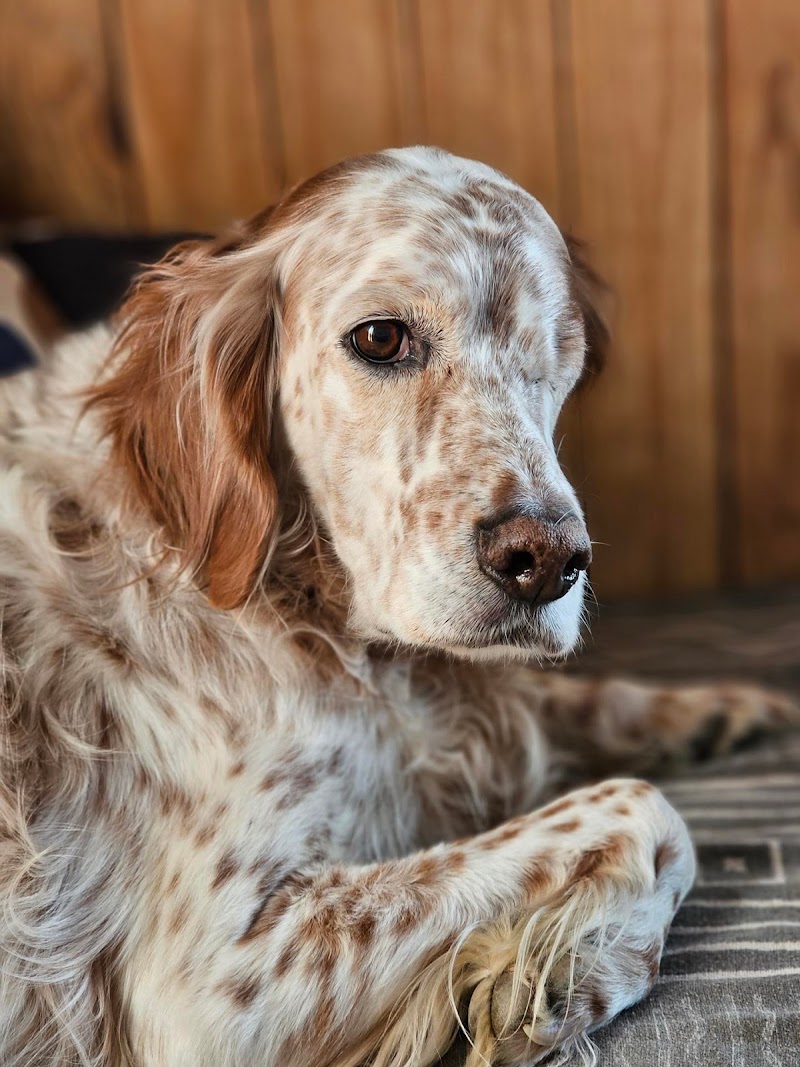Pas Chiens Pas Chats — dogsitter à L'Isle-Jourdain