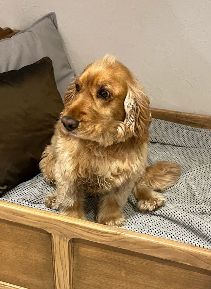 Passion Dogs — dogsitter à Dieuze