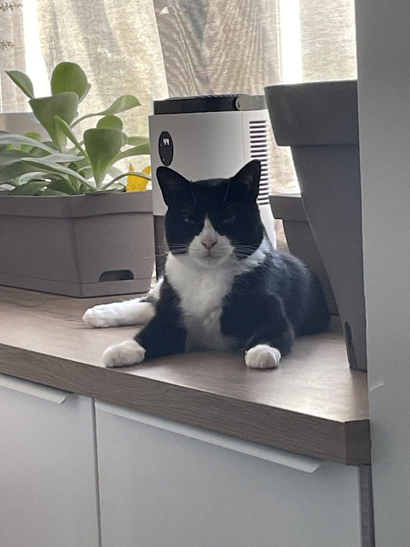 Pat'Enfoliz - Garde Animaux Chien/Chat - Dog/Pet Sitting — dogsitter à Toulon