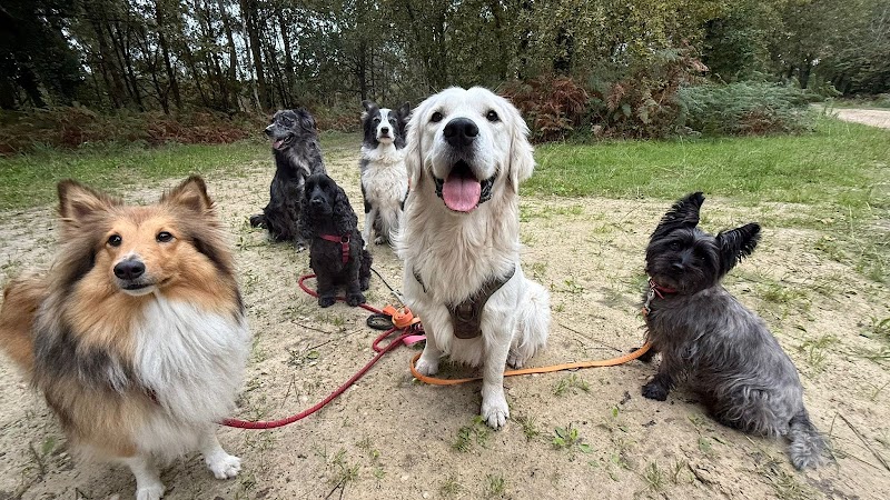 Patte Papouille — dogsitter à Cestas