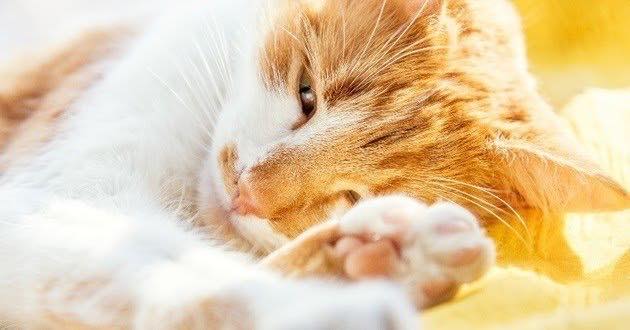 Pattes de Velours - Cat-sitting & Pet-sitting — dogsitter à Évian-les-Bains