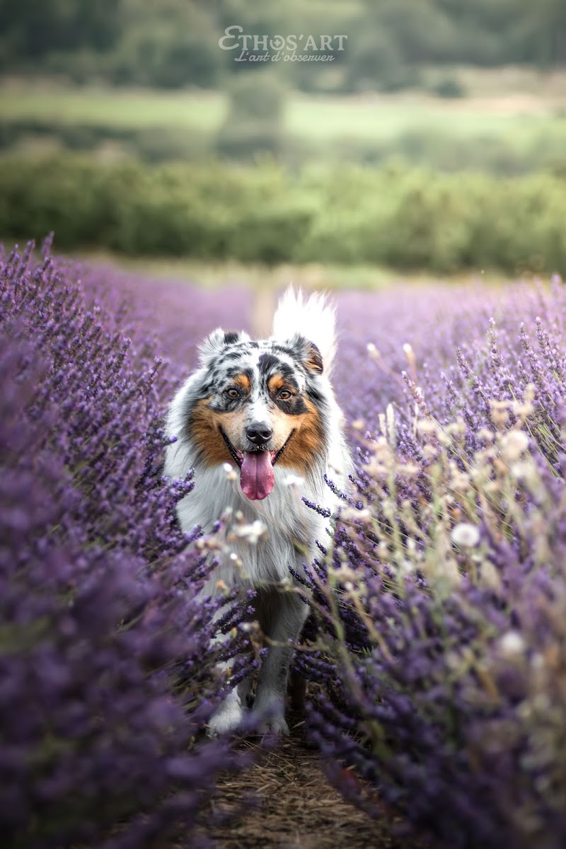 Pattes et Sentiers — dogsitter à Apt