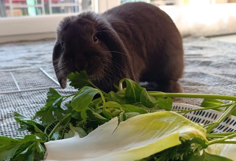 Pattes Mob'ILL — dogsitter à Strasbourg