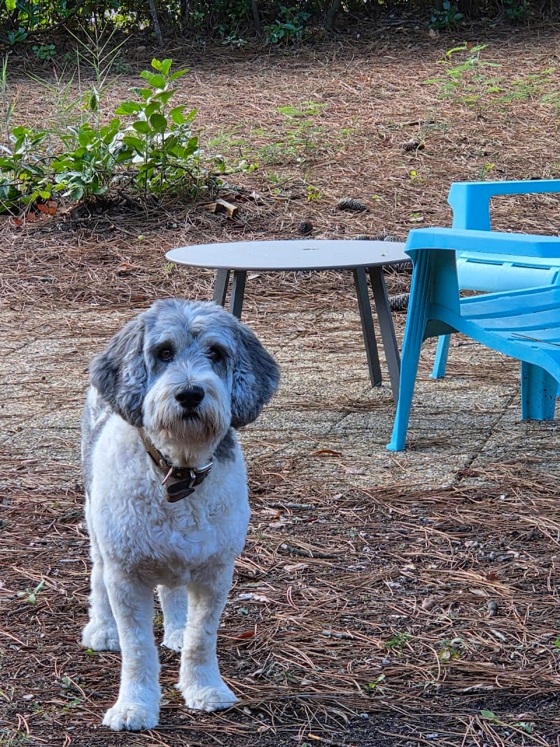 Pattounes Palace — dogsitter à Royan