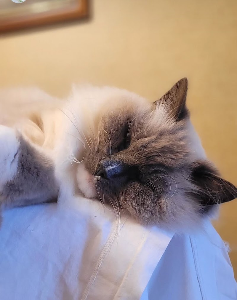 Paw-aime — dogsitter à Bordeaux