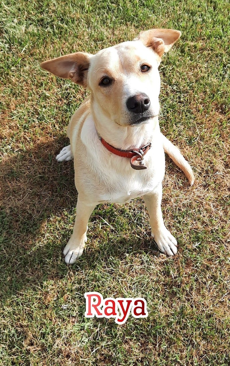 Pensée Canine — dogsitter à Bordeaux