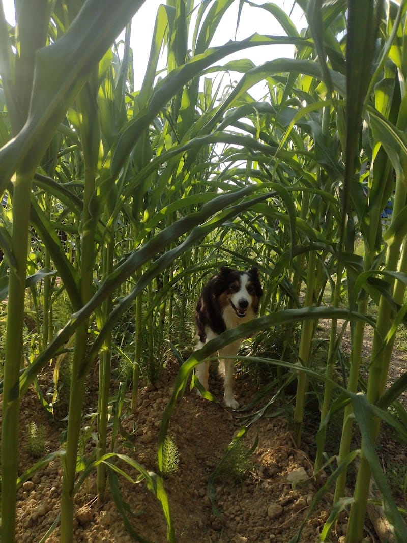Pension canine Anima'room _ Pension pour chien - garde chien - Pension familiale — dogsitter à Nogaro