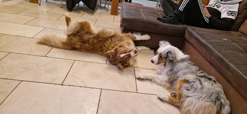 Pension Canine "Atout Les toutous " — dogsitter à Manosque