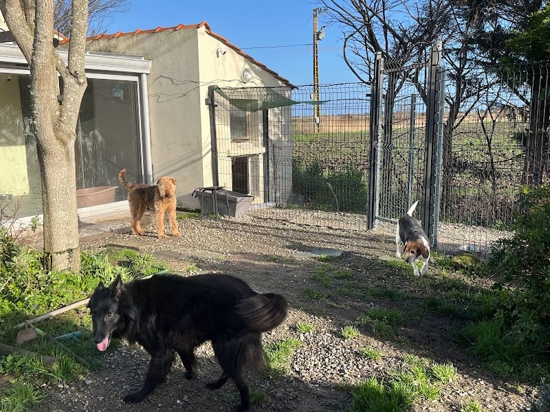 Pension canine Au bonheur à 6 pattes — dogsitter à Saint-Hilaire-de-Riez