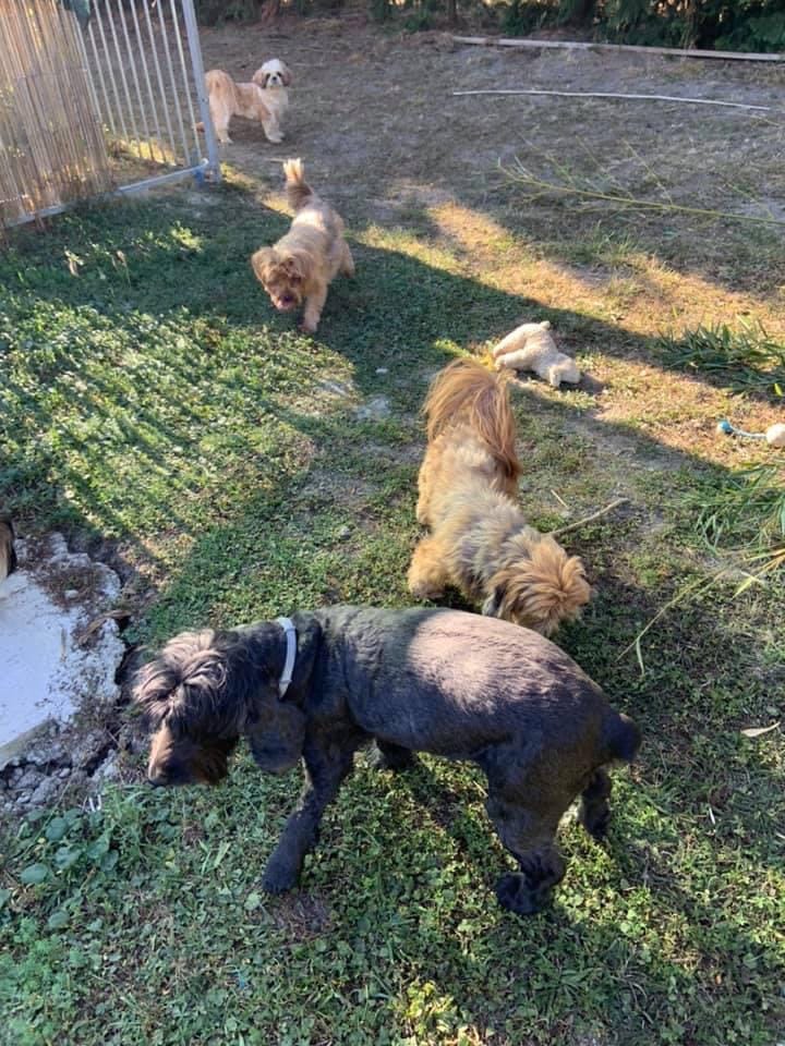 Pension canine chien zen — dogsitter à Sarrebourg