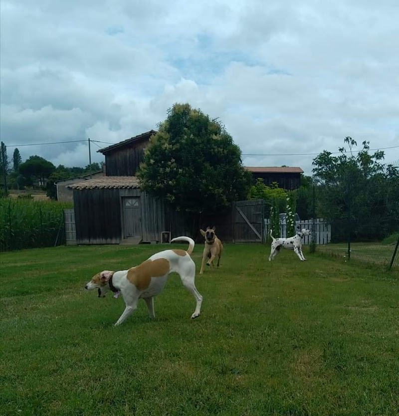 Pension Canine Des Cerisiers — dogsitter à Marmande