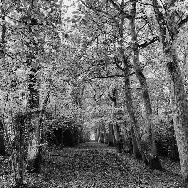 Pension canine des portes — dogsitter à Lamballe-Armor