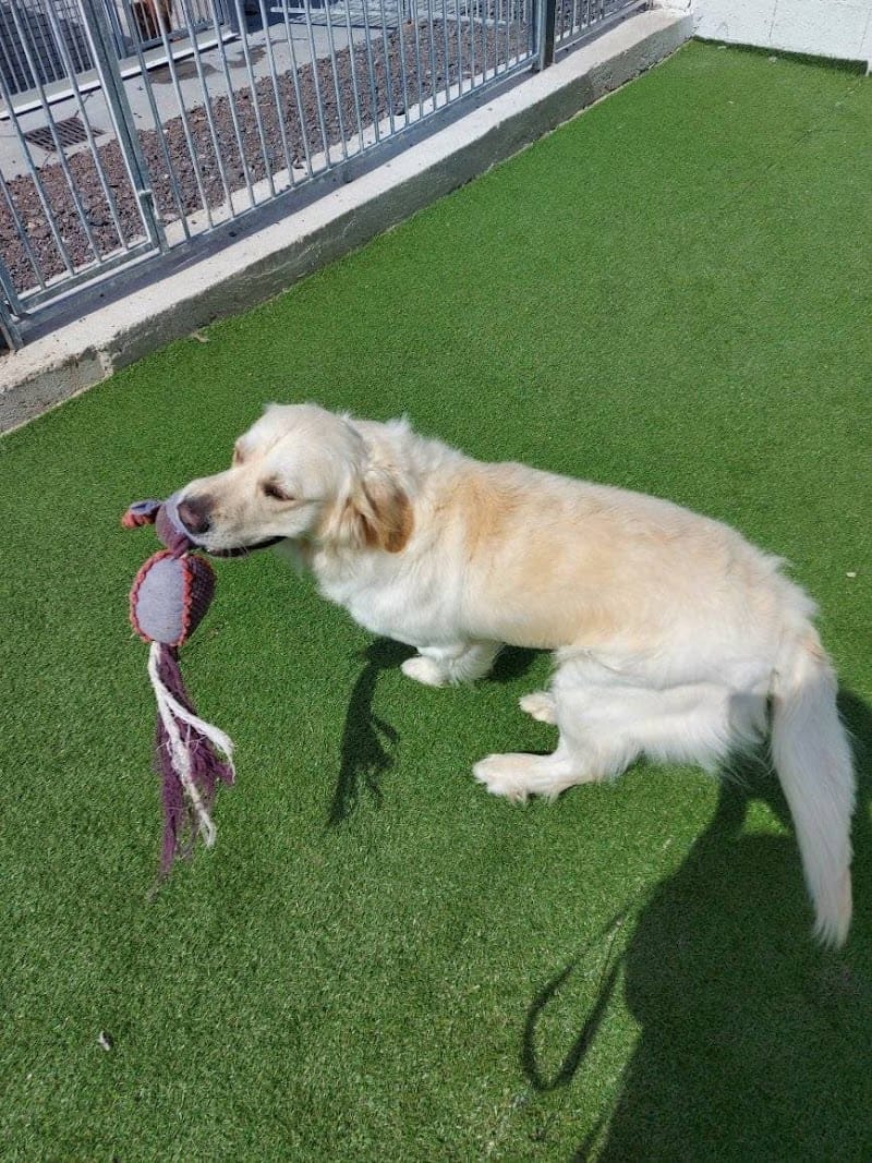 Pension Canine des Sources de la Liane — dogsitter à Guînes