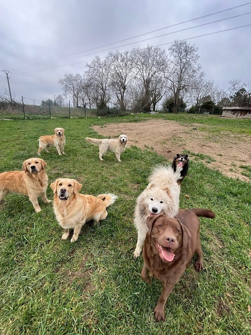 Pension canine du bois vert ( Charente 16) — dogsitter à Barbezieux-Saint-Hilaire