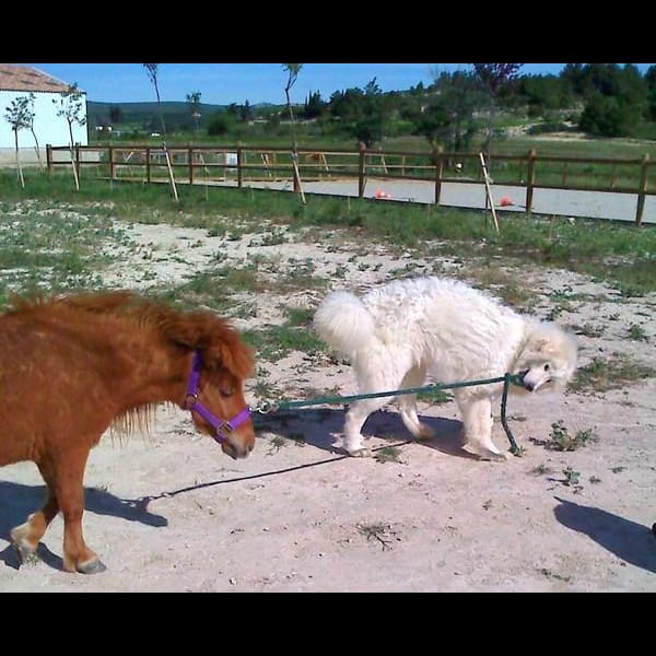 Pension Canine du Mas de l'ile — dogsitter à Narbonne