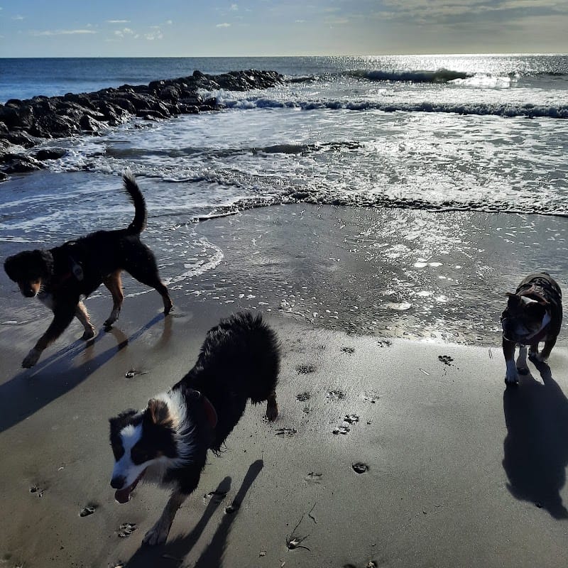 Pension canine et crèche canine Dog-Vacances — dogsitter à Sète