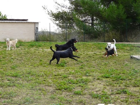 Pension Canine et Féline Le Ravin des Arcs — dogsitter à Montpellier
