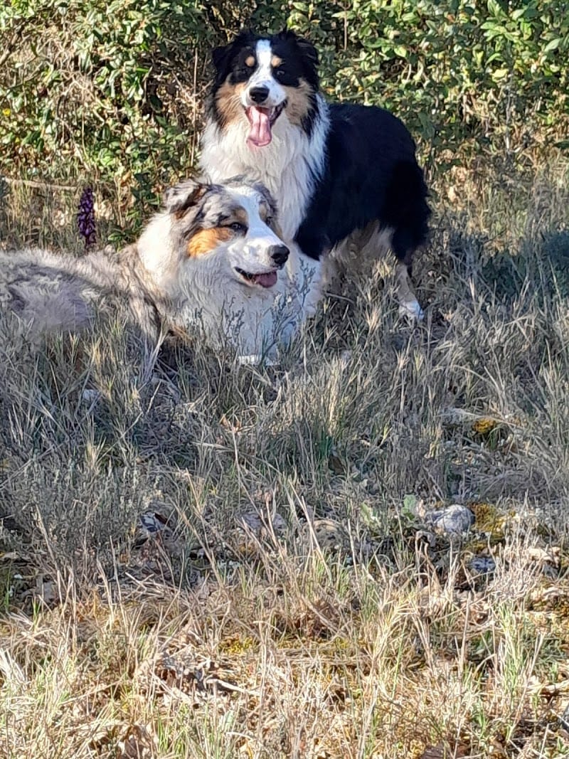 Pension canine familiale d'Aurélie — dogsitter à Alès