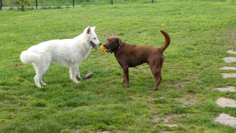 Pension canine familiale Nono & Co — dogsitter à Orée d'Anjou