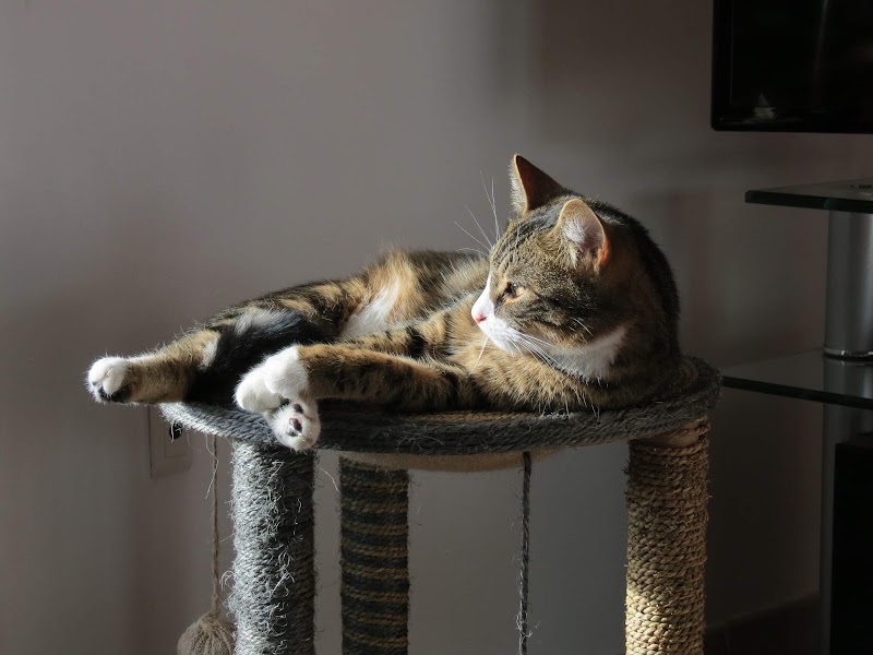 Pension canine - L’auberge des boules de poils — dogsitter à Mazamet