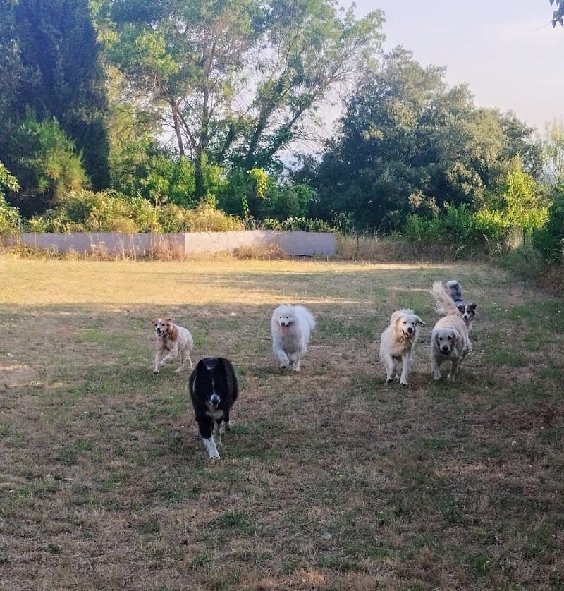 Pension canine L'oppid'aumes — dogsitter à Mèze