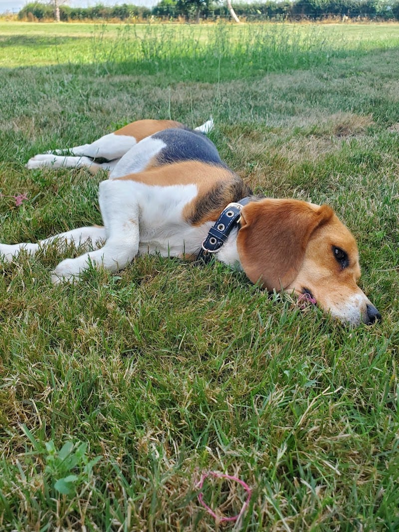 Pension canine La Goulotte — dogsitter à Cazères