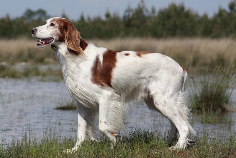 Pension canine Lo Can — dogsitter à Lacanau