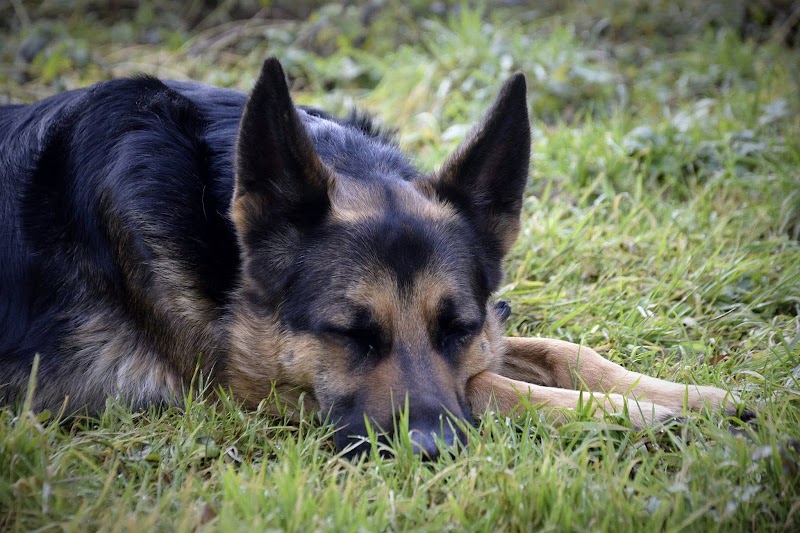 Pension Canine Meute et Merveille — dogsitter à Mazamet
