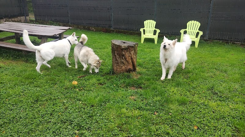 Pension canine Naïs & Dogs — dogsitter à Saint-Dié-des-Vosges