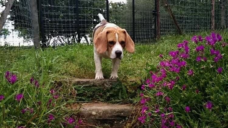 Pension canine Nature Animale — dogsitter à Sainte-Bazeille