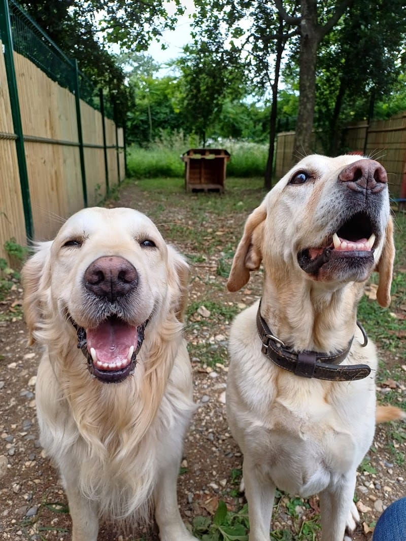 Pension canine Paw'sitive Job — dogsitter à Lyon