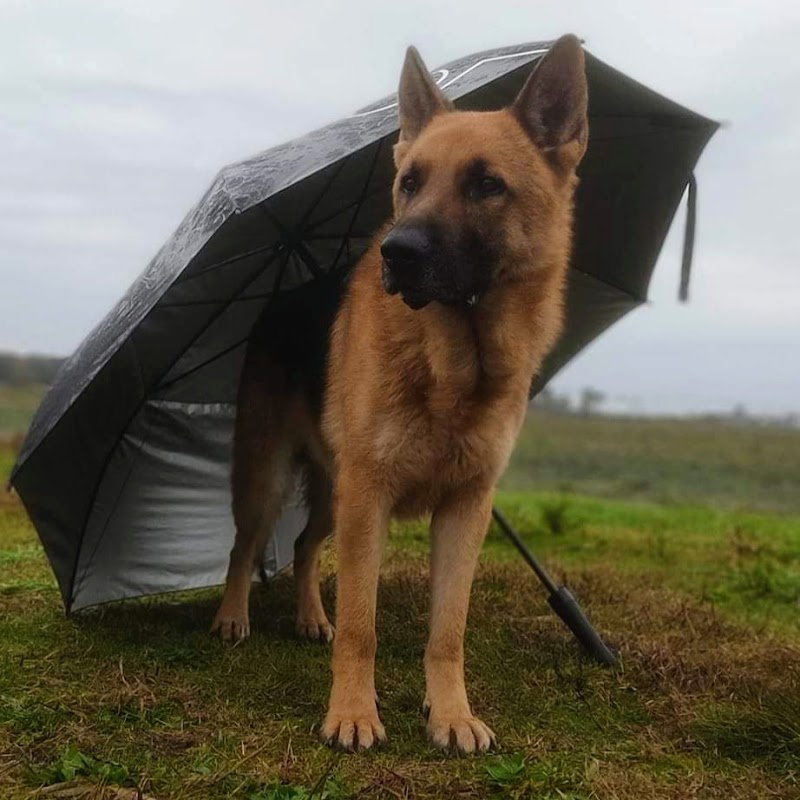 Pension canine Rack-Land, Marchesi Laurent — dogsitter à Labouheyre