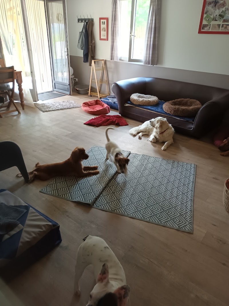Pension canine Ze Dog House - Charente — dogsitter à Ribérac