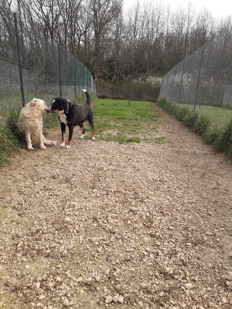 PENSION CHIENS ET CHATS IXARDEL — dogsitter à Montauban