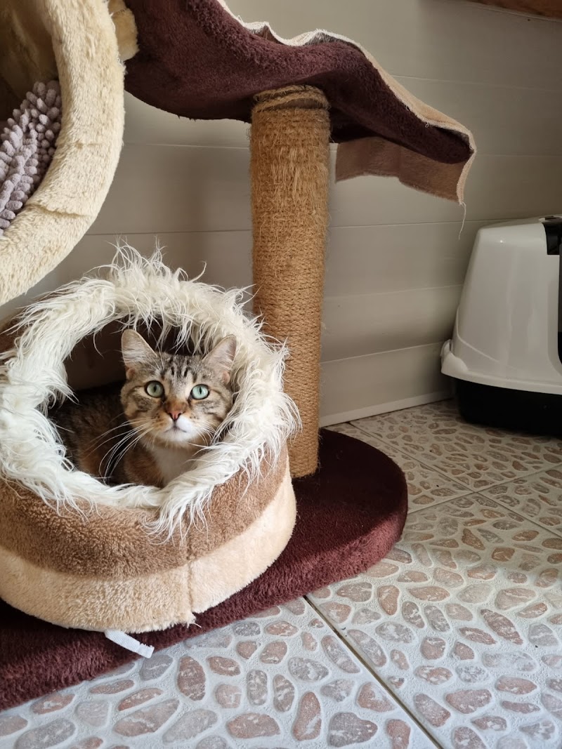 Pension chiens et chats "Les chalets de la Jolie" — dogsitter à Libourne