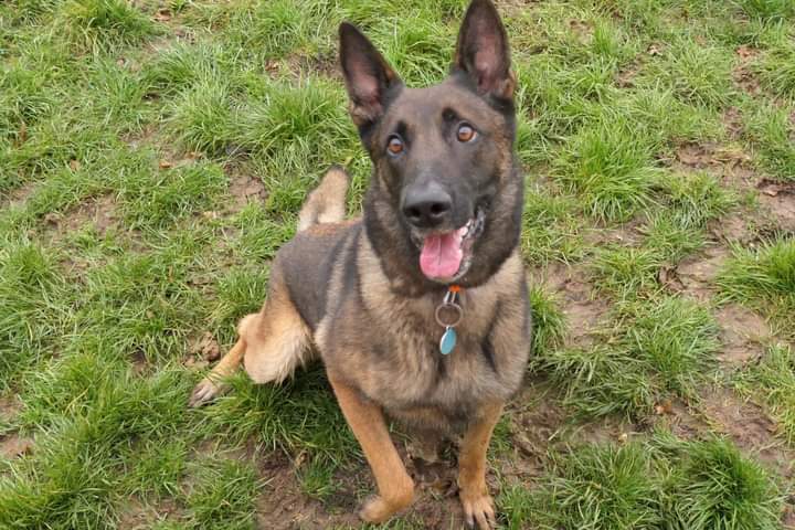 Pension de la Bresse (pension Canine) — dogsitter à Bâgé-Dommartin