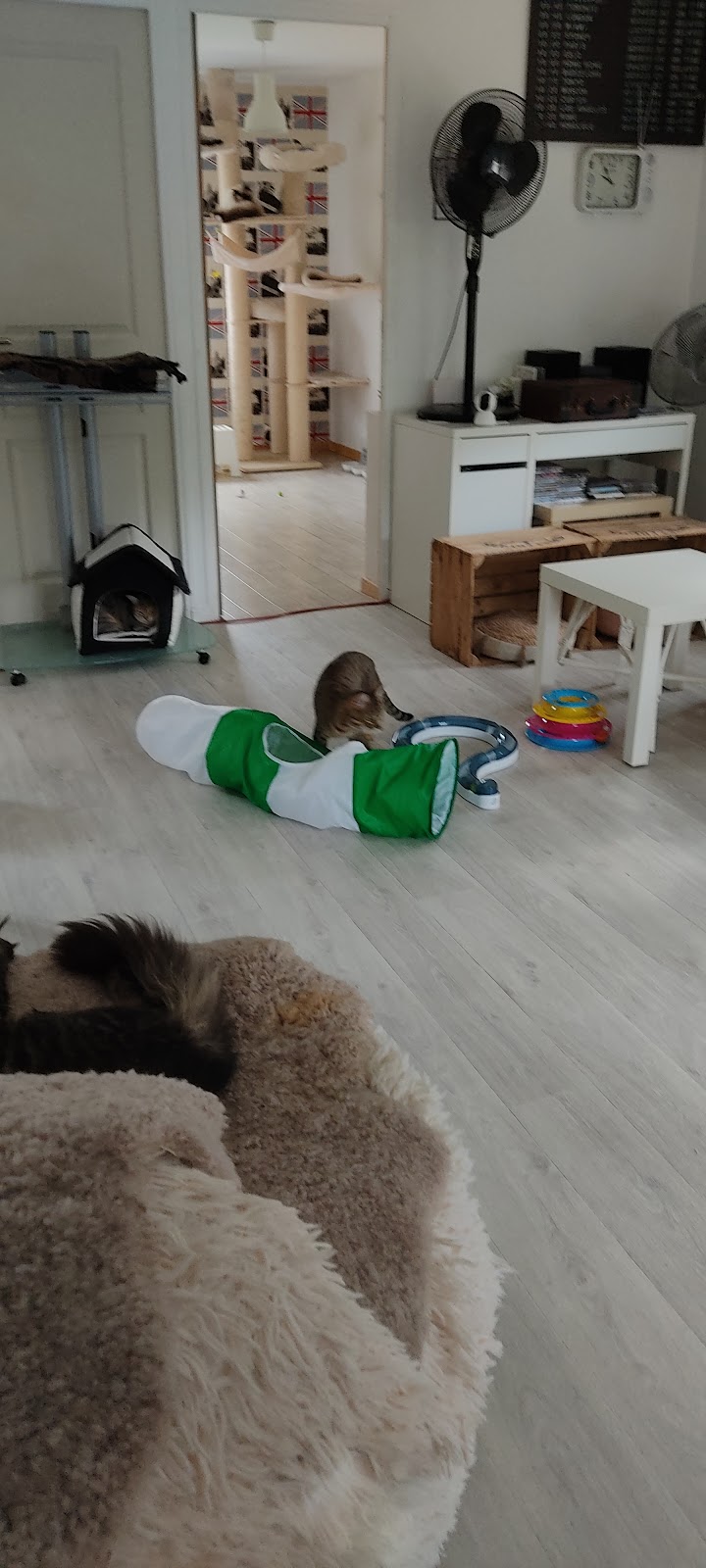 Pension familiale sans box pour chien et chat lanounoudespatounes — dogsitter à Mantes-la-Jolie