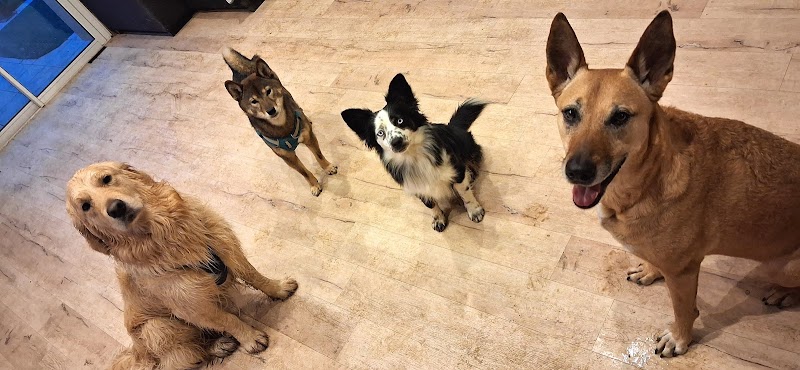 pension HAPPY PATOUNES — dogsitter à Montfort-sur-Meu