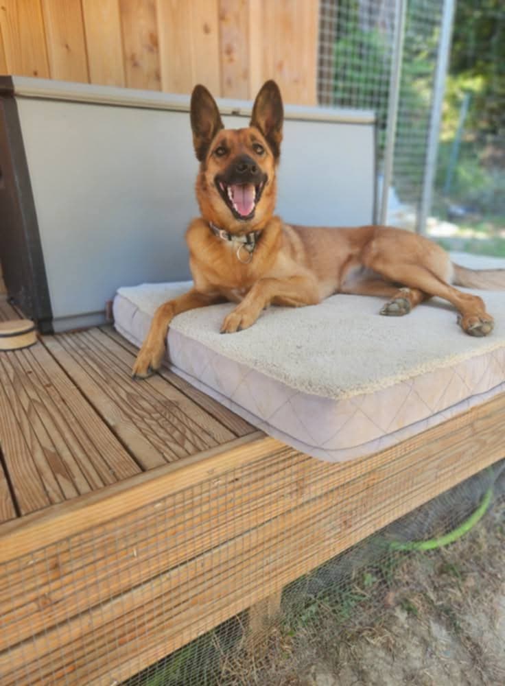 Pension Holidays — dogsitter à Castelsarrasin