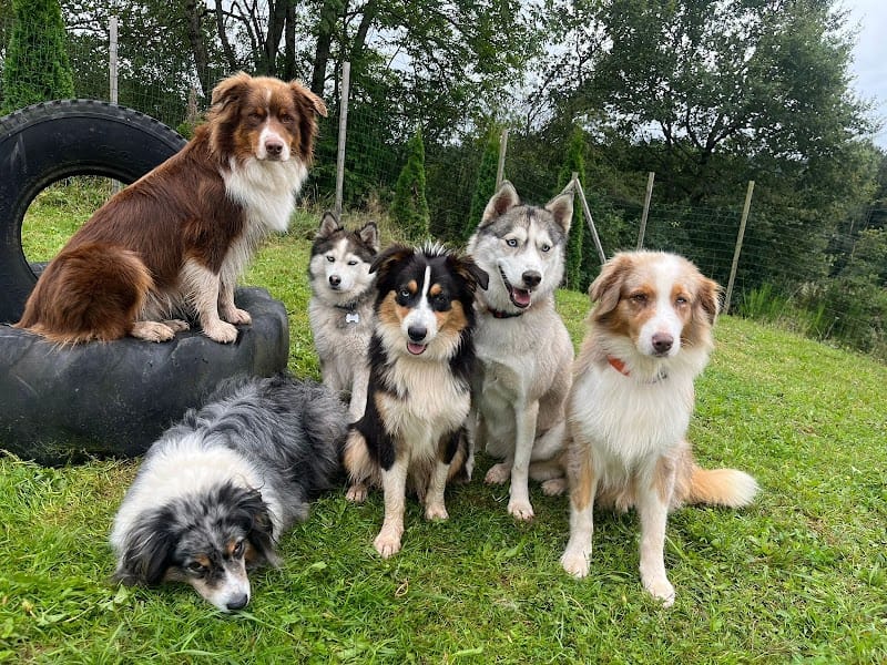 Pension kalos' — dogsitter à Saint-Dié-des-Vosges