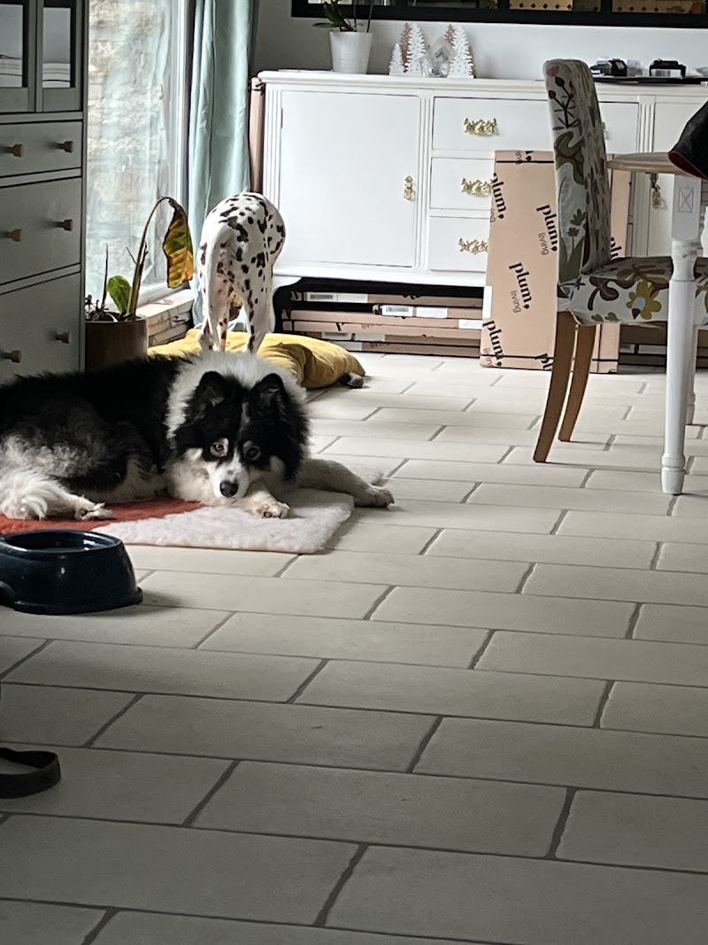 Pension L’escale canine — dogsitter à Questembert