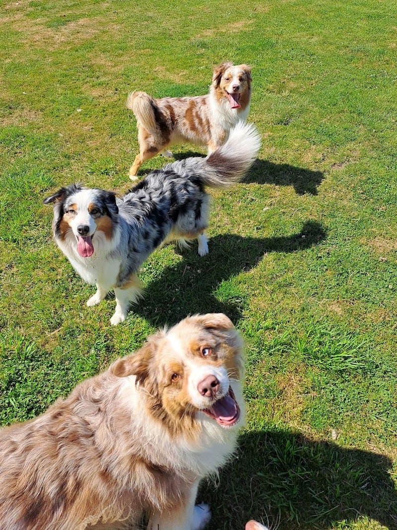 Pension la patte en Nord — dogsitter à Hazebrouck