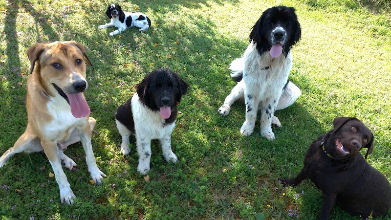 pension" Liberté des 4 pattes" — dogsitter à Ambérieu-en-Bugey