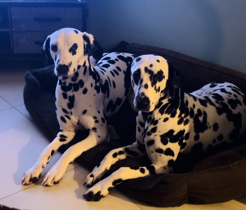 Pet house flinoise — dogsitter à Valenciennes